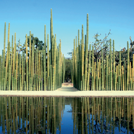 cactus in the botanical garden